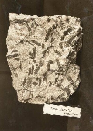 Garbenschiefer aus Wechselburg. Leipzig: Geologisches Landesamt