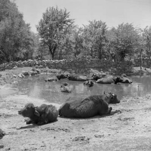 Büffel am Fluss im Rosental, ein Gebiet in Zentral-Bulgarien