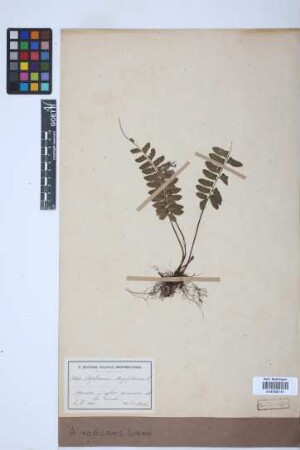 Asplenium radicans
