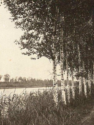 Oberlausitz. Birkendamm (Betulaceae) an den Königswartha-Commerauer Teichen