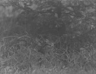 Feldhase : Feldhase (Lepus europaeus). Jungtier.