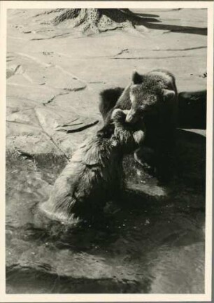 Bären im Basler Zoo