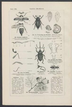 Tafel 104-128. [Insekten, Spinnentiere, Würmer.]