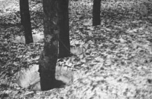 Schneeschmelze : Trichterartige Schneeschmelzerscheinungen in einem Wald