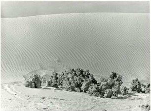 Sandrosen in der Souf-Region : Sandrosen in der Souf-Region in der algerischen Sahara.