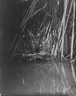 Rohrdommel : Rohrdommel (Botaurus stellaris Linnaeus) auf dem Nest.