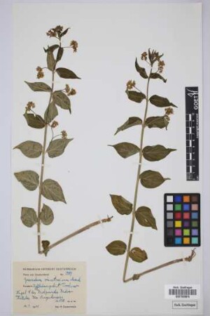 Cynanchum vincetoxicum Moench