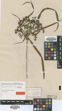 Cyperus diffusus Vahl. var. macrostachyus Boeckeler