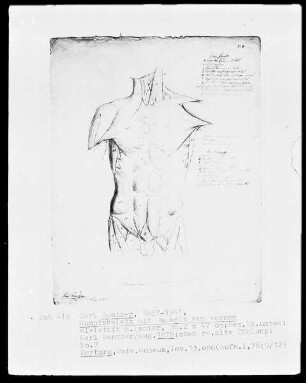 Anatomische Studien — Rumpfskelett mit Muskeln von vorne, Folio 7