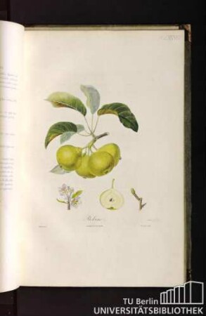 Pl. LXXXVIII. Robine.