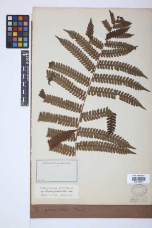 Alsophila paleolata Mart.