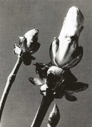 Gewöhnliche Rosskastanie (Aesculus hippocastanum), auch Gemeine Rosskastanie oder Weiße Rosskastanie. Aufbrechende Knospen