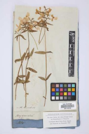 Phlox divaricata L.