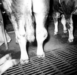 Gitterrost im Bullenstall