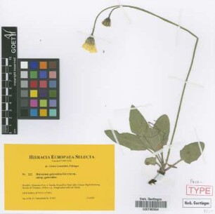 Hieracium galeroides Gottschl. subsp. galeroides Gottschl.[paratype]