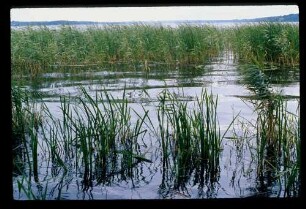 Scharmützelsee 11.8.78.