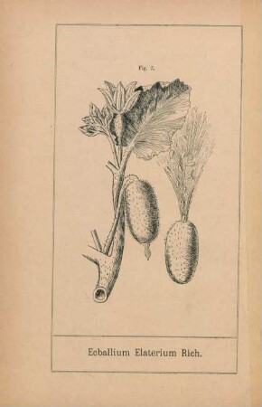 Ecballium Elaterium Rich