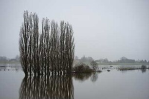Flut. Hochwasser. Elbe bei Geesthacht. 22.01.2011