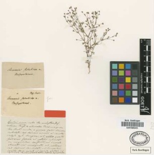 Arenaria sabulinea Griseb. [type]