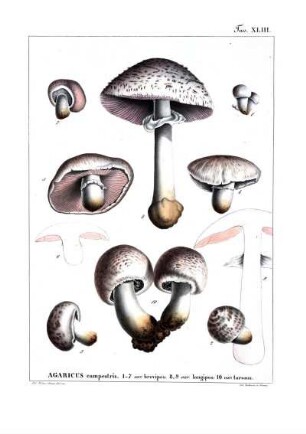 Tav. XLIII. Agaricus campestris. 1- 7 var. brevipes: 8, 9 var. longipes: 10 var. torosus