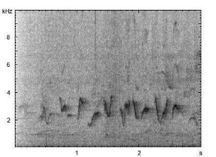 Sonnenvogel | Leiothrix lutea - Gesang