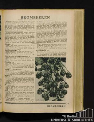 Brombeeren