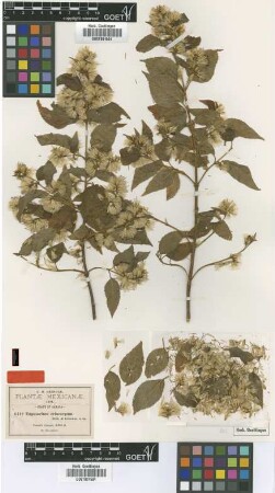 Eupatorium eriocarpum B.L.Rob. & Greenm. [type]