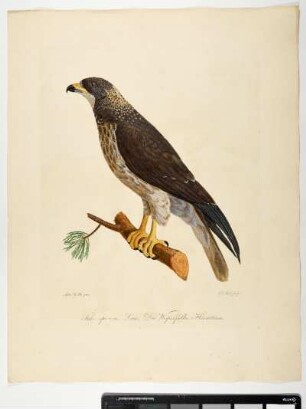 Falco apivorus. Linn. Der Wespenfalke. Hornotinus. - Wespenbussard. Pernis apivorus. Jungvogel. - Zeichner: Ambrosius Gabler; Stecher: Johann Carl Bock