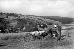 Einbringen der Ernte mit dem Ochsengespann