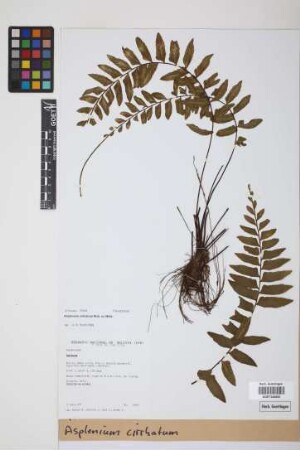 Asplenium cirrhatum Rich. ex Willd.