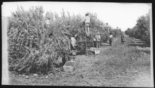 Kings County. Picking Prunes in Kings County