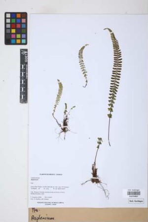 Asplenium L.