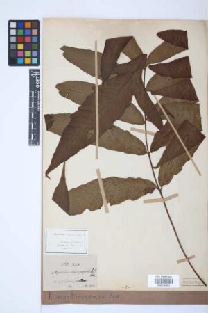 Aspidium martinicense Spreng.