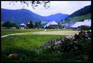 Menzenschwand: über Wiese zum Hinterdorf, Vordergrund Lupinen