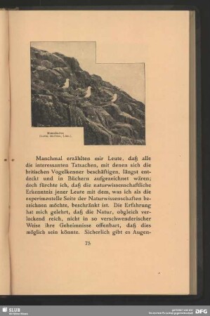 Mantelmöwe, Larus marinus, Linn.