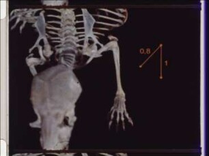 Funktionelle Morphologie des Maulwurfs