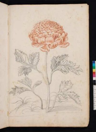 Feuerfarbene Ranunkel nach Maria Sibylla Merian, Blumenbuch, Faszikel II, Taf. 7