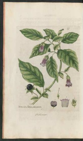 37. Atropa Belladonna