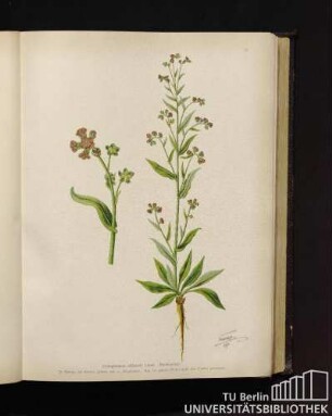 Cynoglossum officinale Linné. Hundszunge.