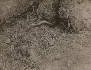 Blindschleiche (Anguis fragilis) beim Verlassen des Schlupfwinkels