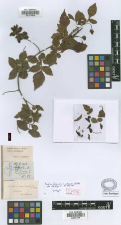 Paullinia fuscescens Kunth fo. Radlk. intermedia[syntype]