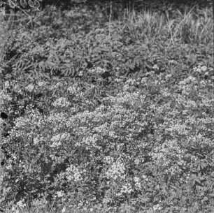 Echte Brunnenkresse : Echte Brunnenkresse (Nasturtium officinale W. T. Aiton).