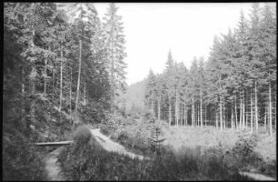 Altenberg. Zwischen Altenberg und Kipsdorf