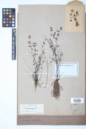 Adiantum fragile Sw.
