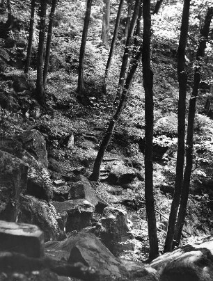 Waldstück bei Sonnenlicht