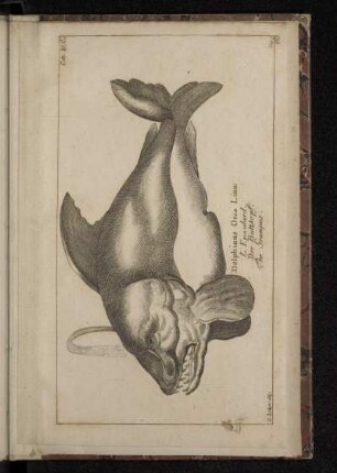 Delphinus Orca Linn: L Epaulard. Der Butzkopf. The Grampus.