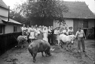 Das Hochzeitsbild mit Kind und Kegel, Gans und Schwein, Schaf und Pony