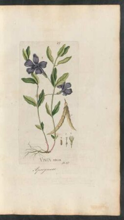 29. Vinca minor