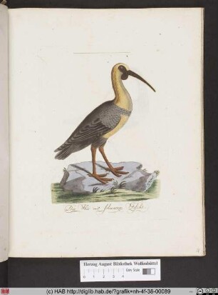 Der Ibis mit schwarzen Gesicht.