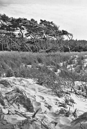 Darß, Düne am Weststrand